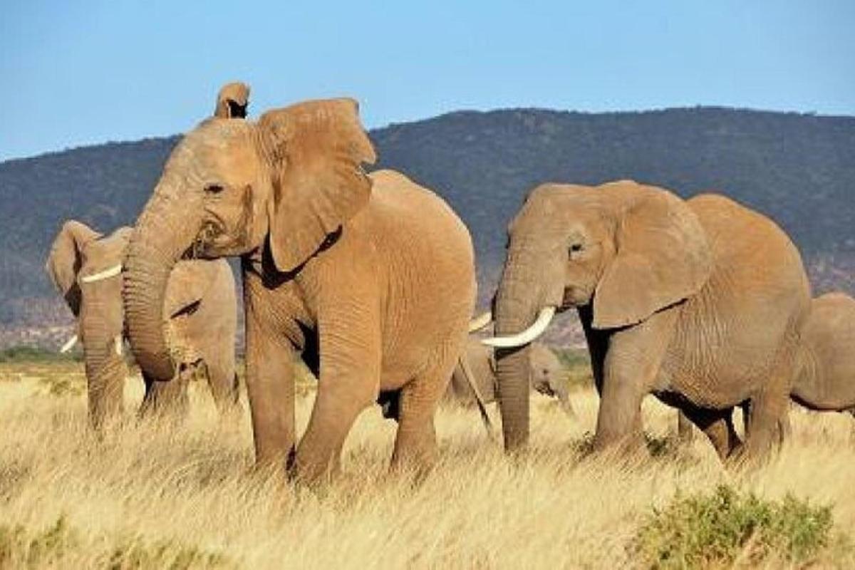un ramat d'elefants caminant per un camp