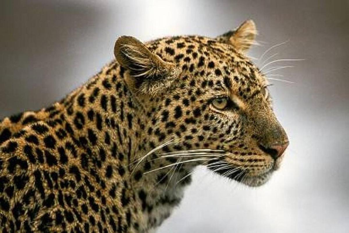 Un primer plano de un leopardo mirando hacia un lado.