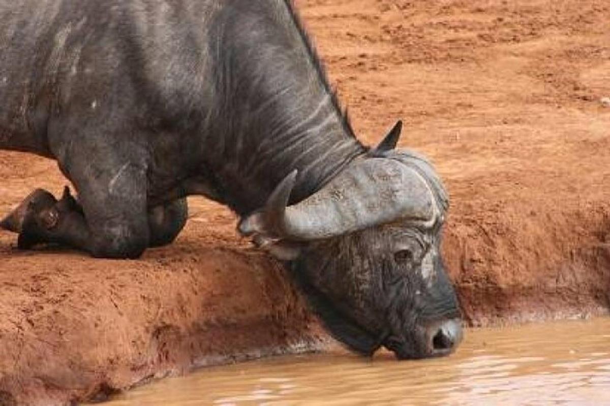 Un rinoceronte tumbado en el agua junto a un estanque.