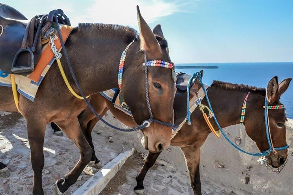 to esler er bundet fast på stranden