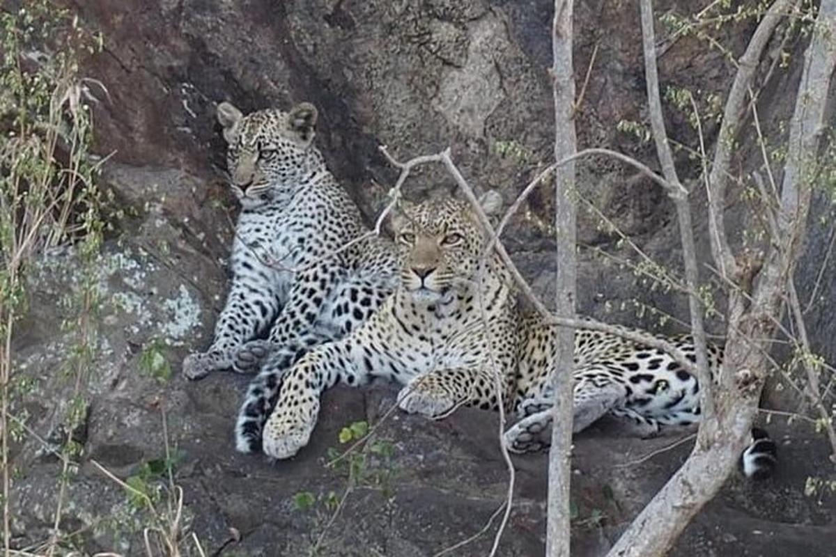 Tre leoparder ligger ned på en klippe