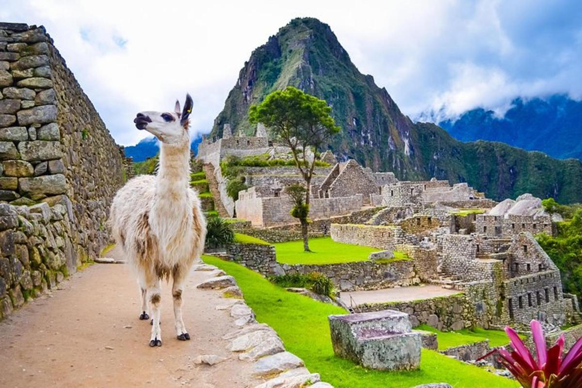 una llama dreta sobre una paret mirant una muntanya