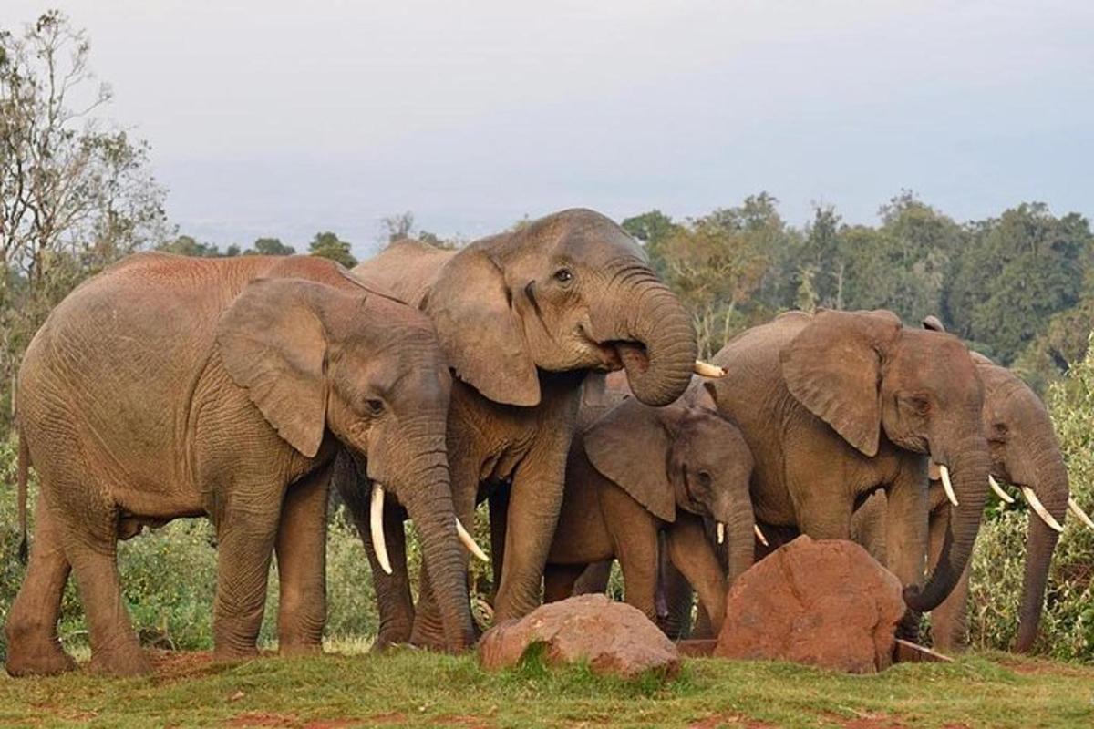 kawanan gajah berdiri di ladang