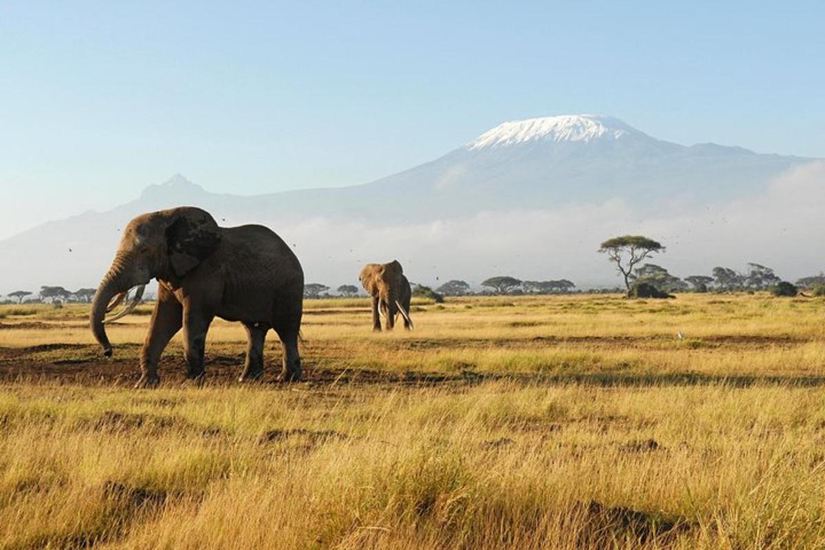 dua gajah berjalan di ladang dengan gunung di latar belakang