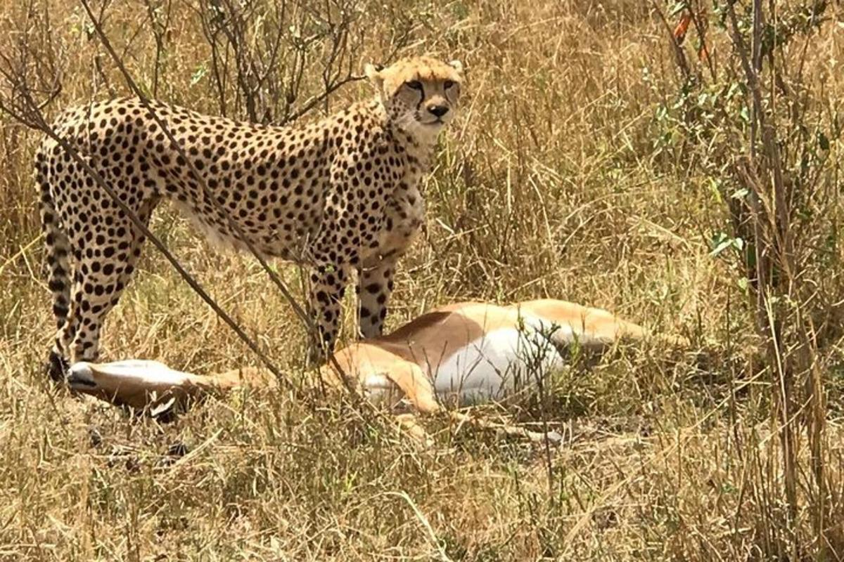 a cheetah and an animal laying in the grass