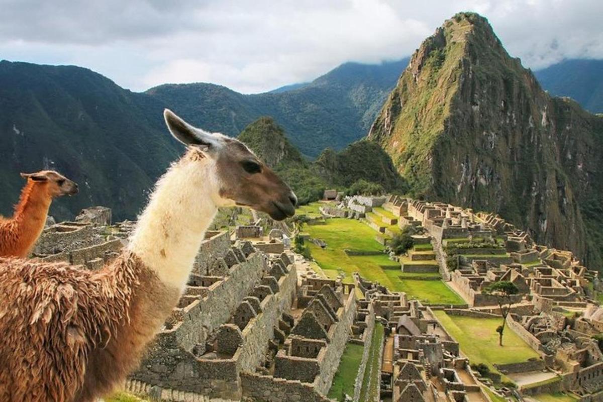 due lama osservano le rovine di una città