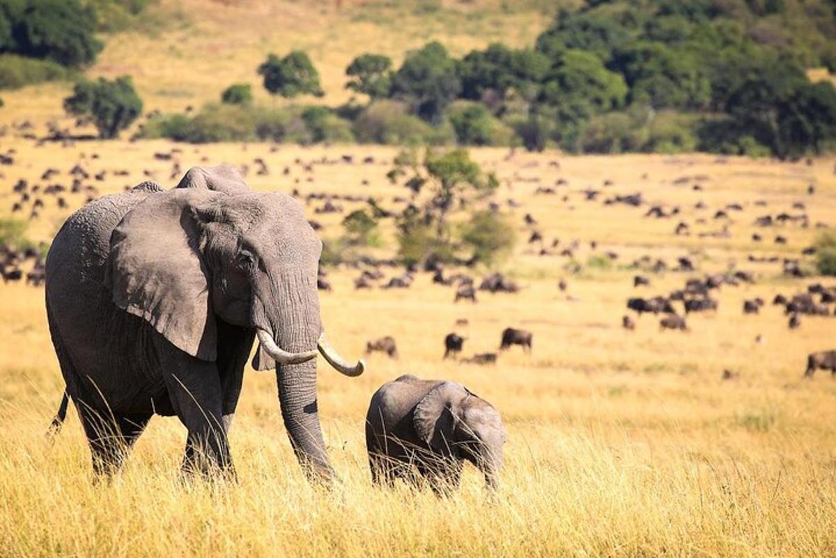 en voksen elefant og en babyelefant går på en mark