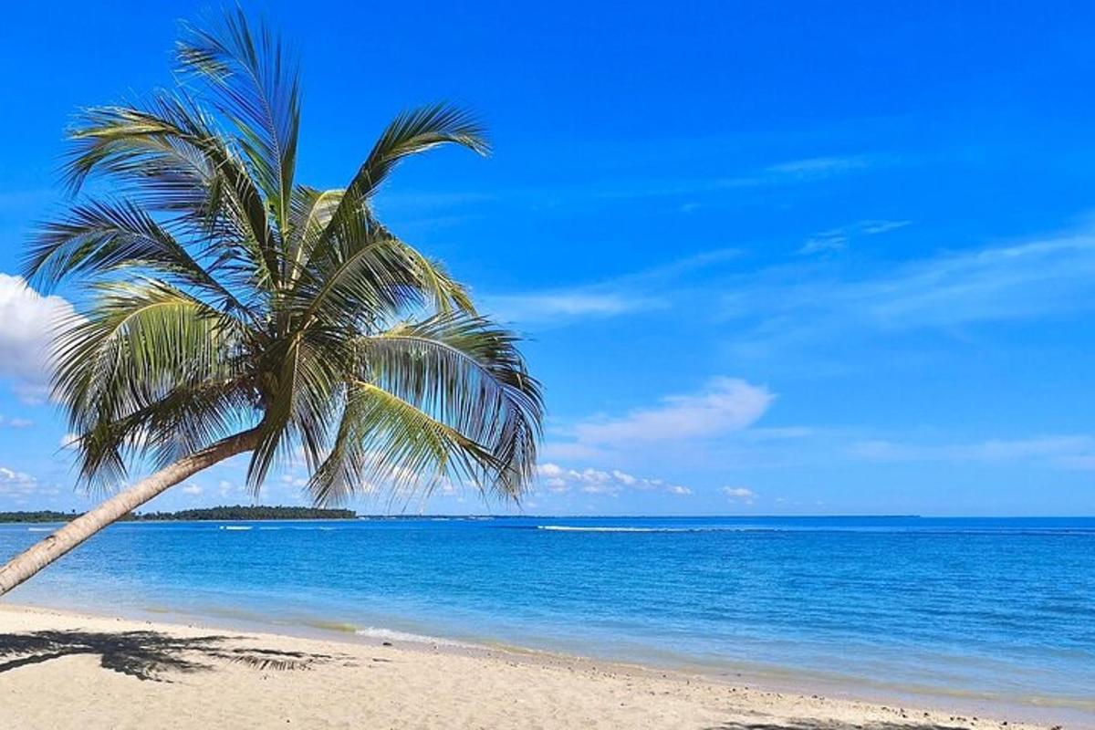 palma na pláži s oceánem