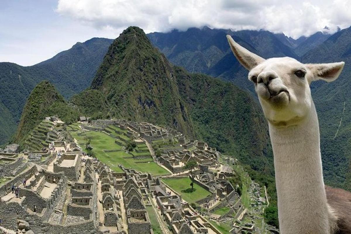 un lama che guarda in alto verso il panorama di una città