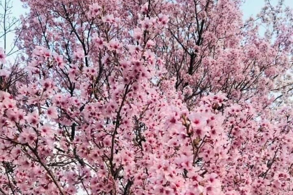 분홍색 꽃이 핀 꽃나무