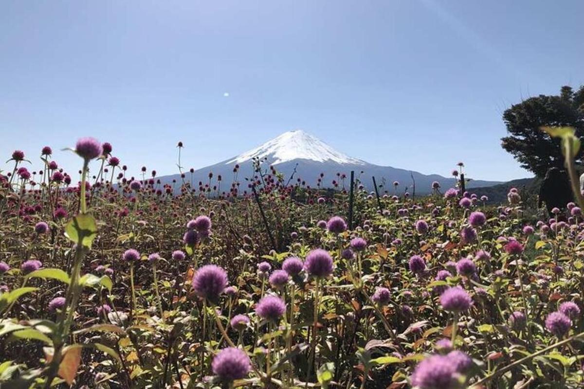 a field of flowers with a mountain in the background