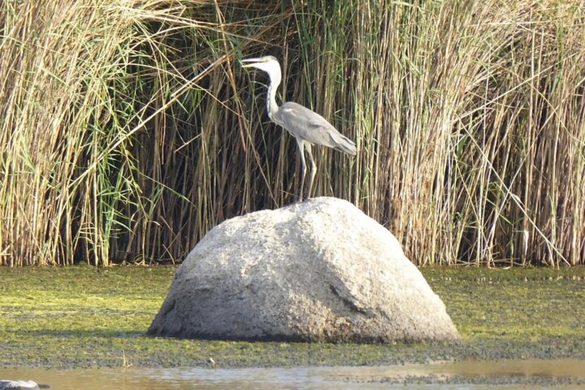 un ocell dret sobre una roca a l'aigua