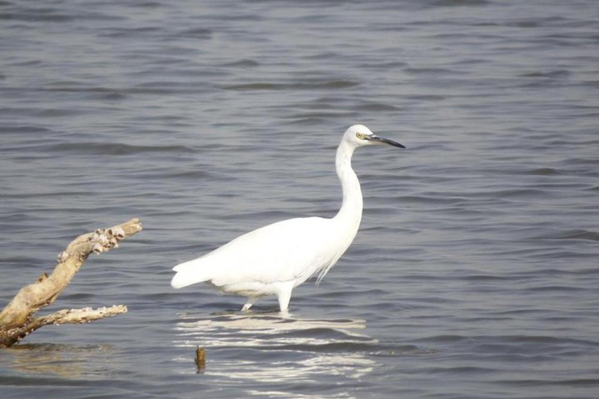 un uccello bianco in piedi nell'acqua accanto a un ramo