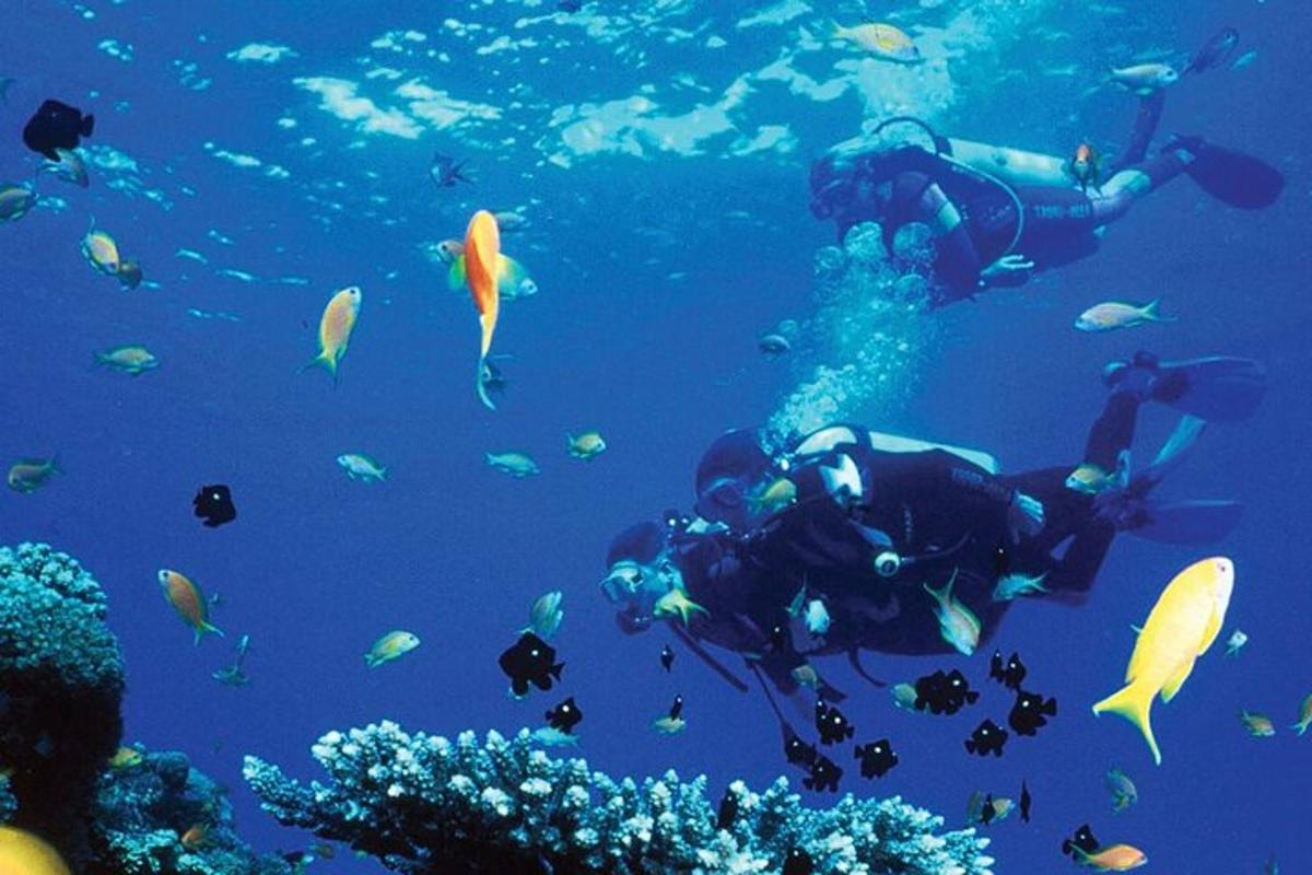 una persona che nuota nell'oceano con un banco di pesci