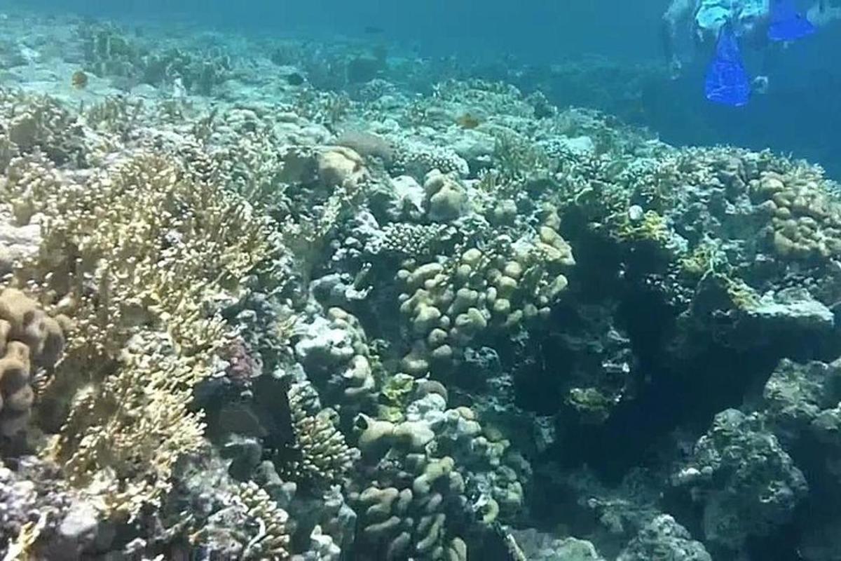ένας κοραλλιογενής ύφαλος στον ωκεανό με
