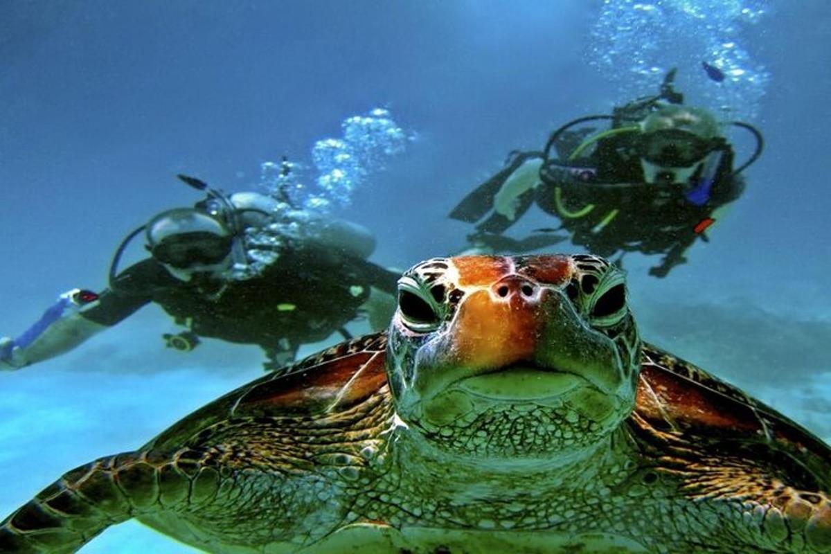 una tartaruga marina verde e due persone in acqua