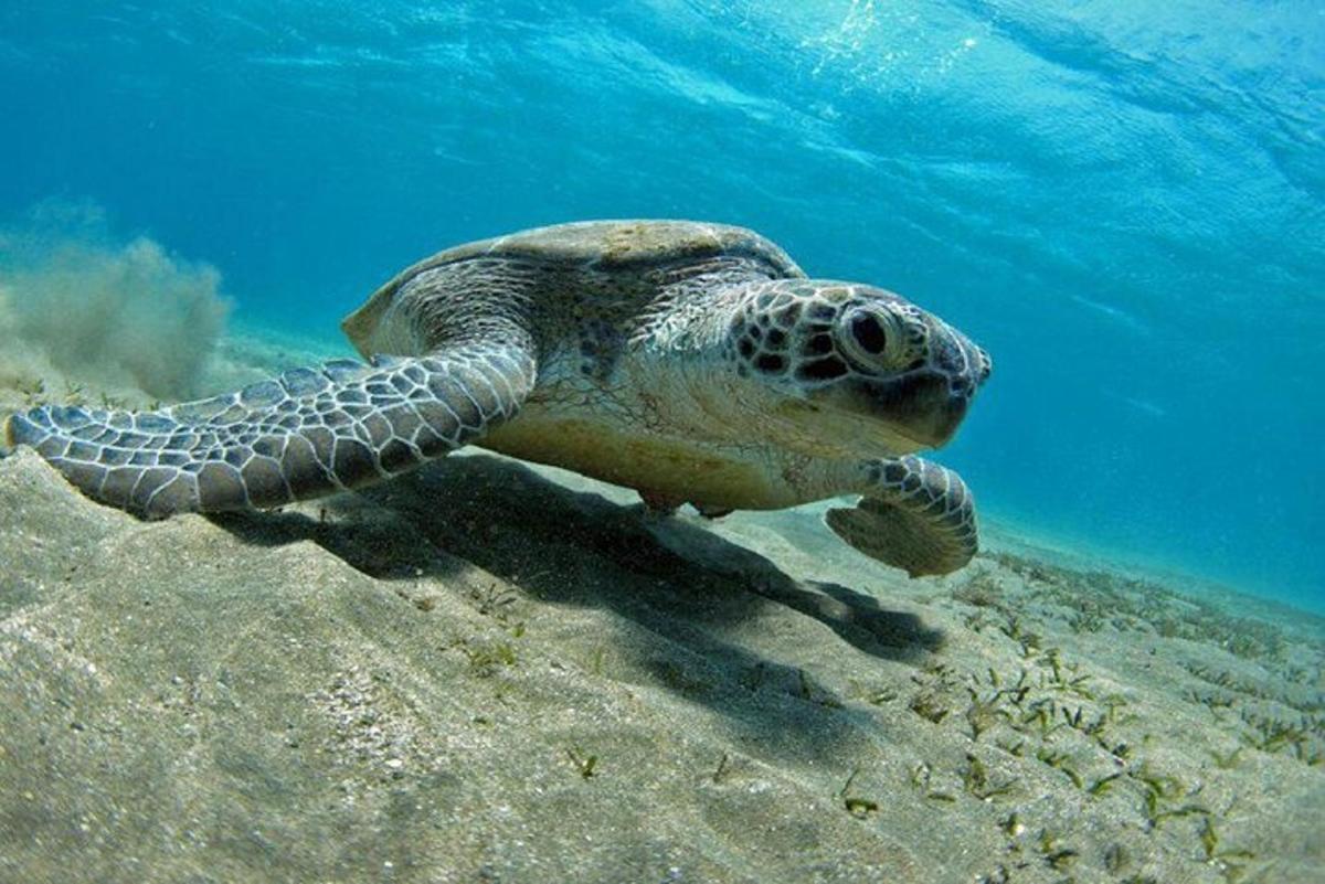 una tortuga verda nedant a l'aigua