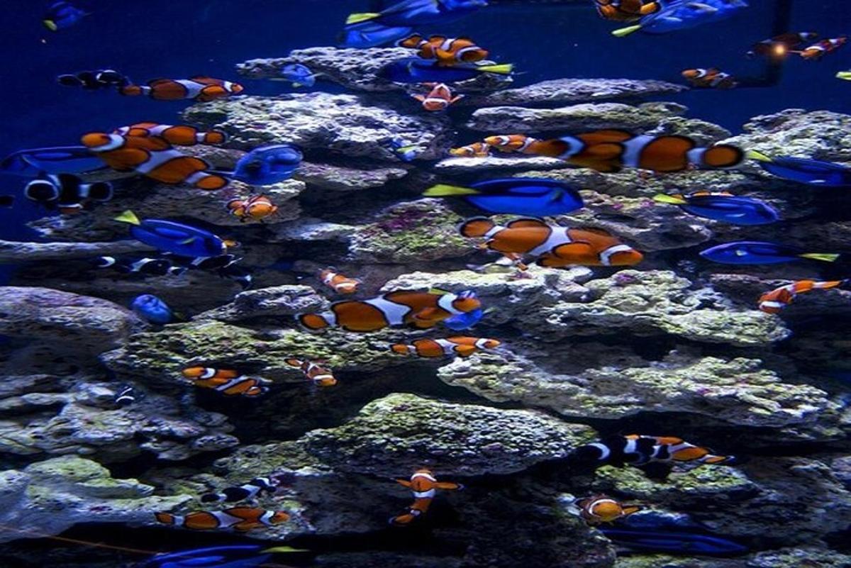 un grup de peixos nedant en un aquari