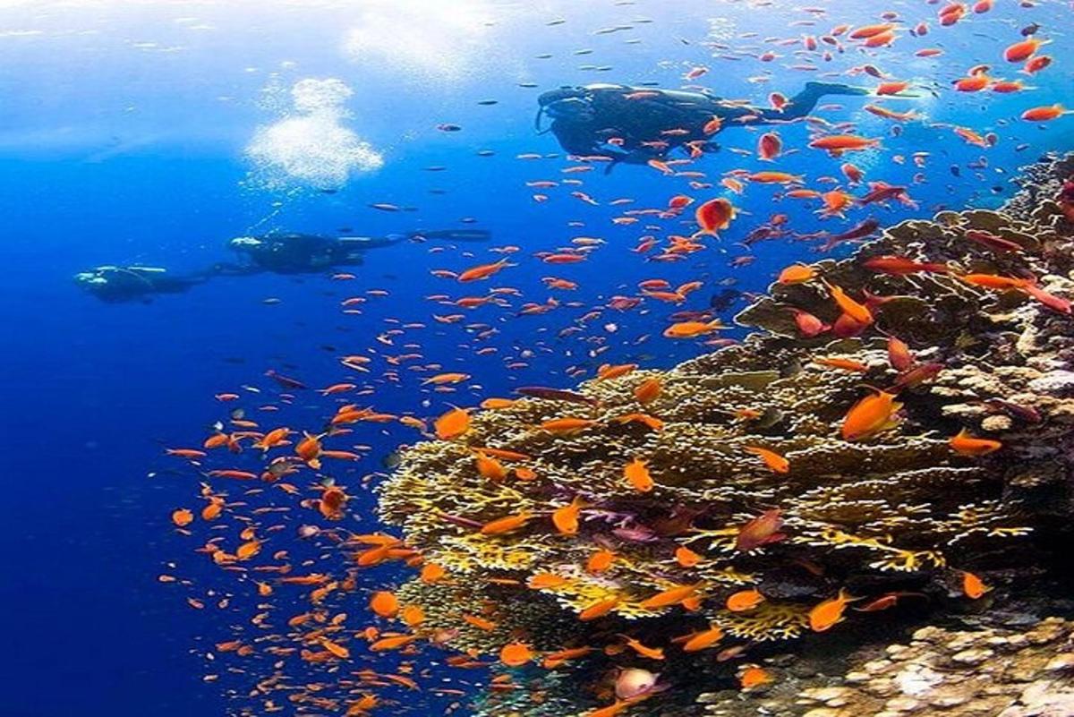 un grup de peixos en un escull de corall