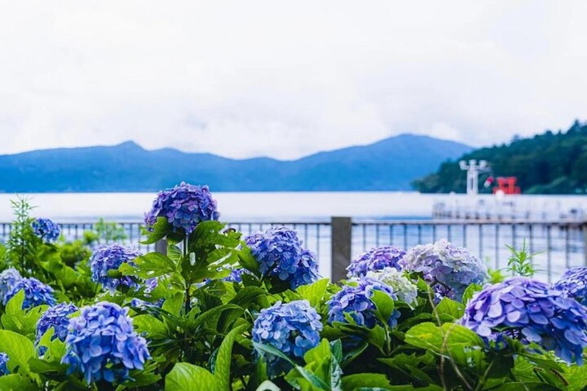 a bunch of purple flowers in front of a fence