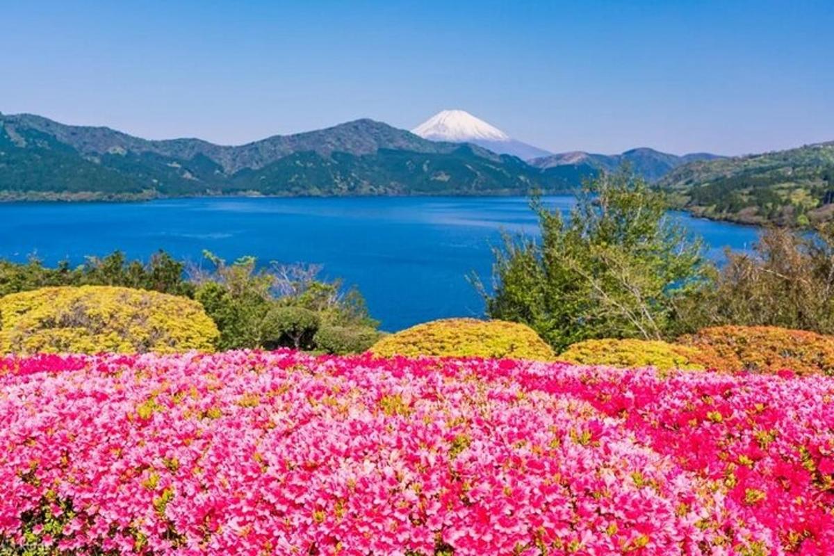 un champ de fleurs avec un lac en arrière-plan