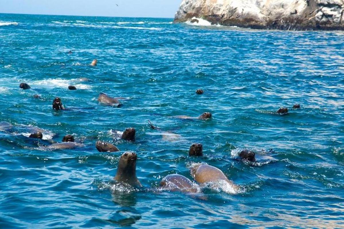 a group of seals swimming in the water