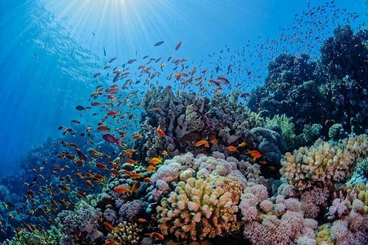 una barriera corallina con molti pesci