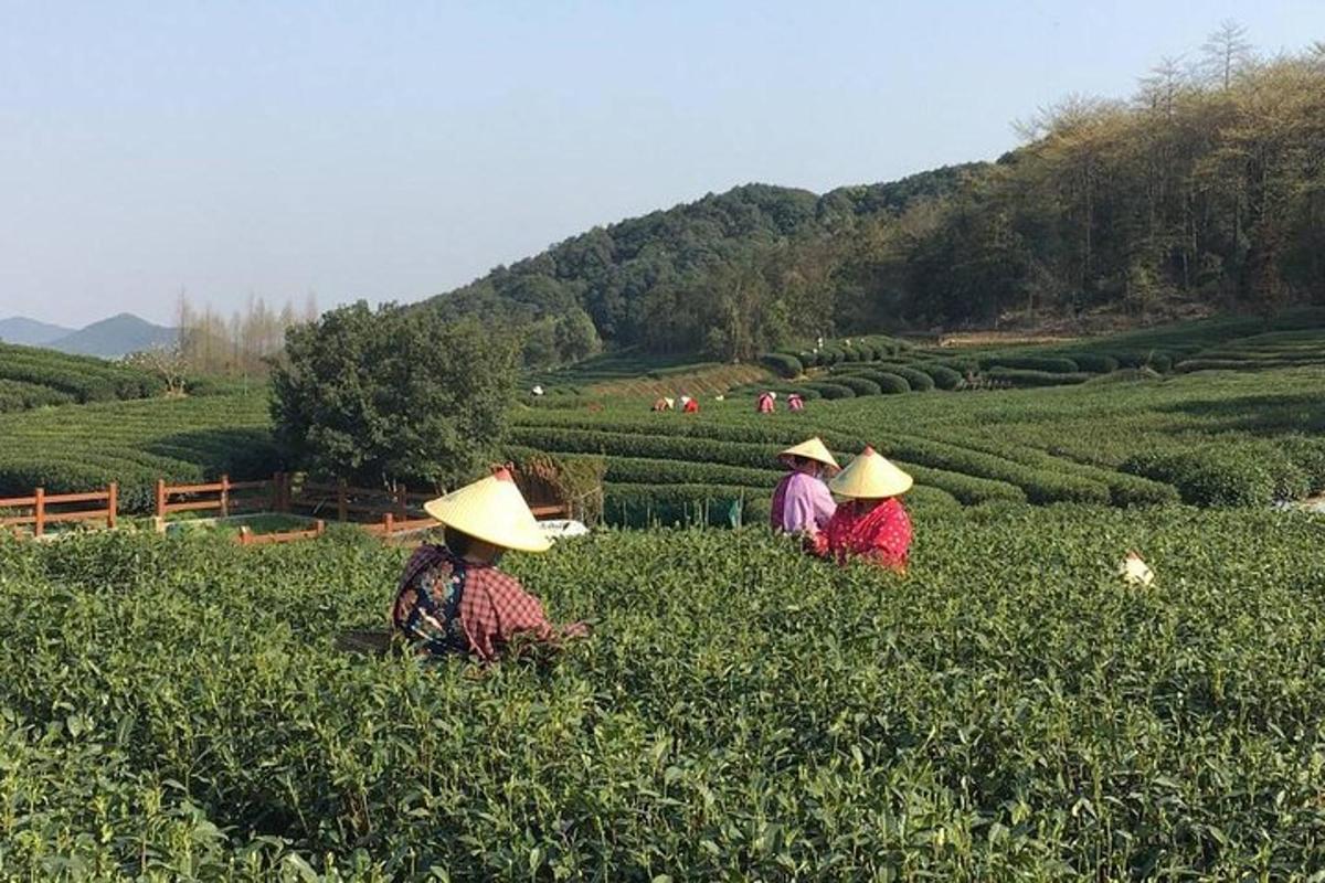sekumpulan orang yang bekerja di ladang teh