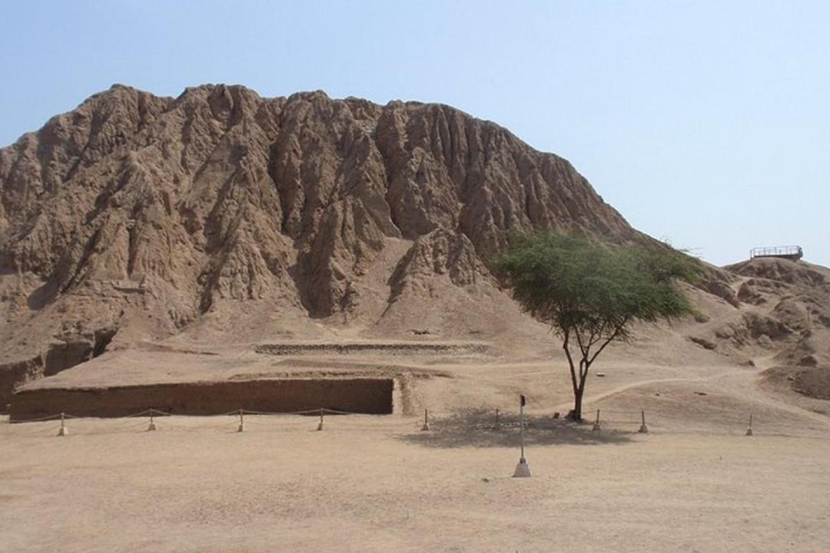 a tree in the middle of a desert with a mountain