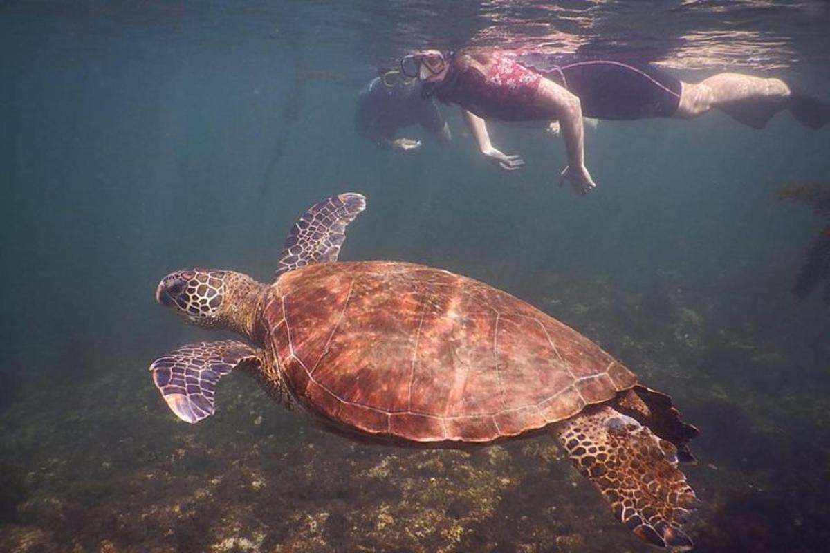 a green sea turtle swimming in the water with a person