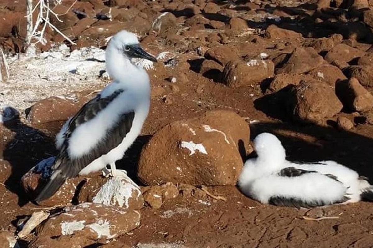 two birds sitting on rocks on the ground