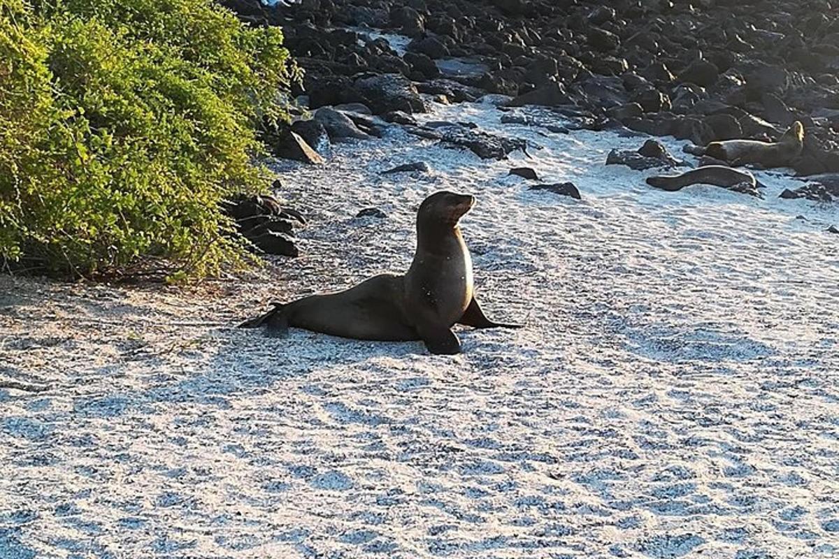 a seal sitting on the sand on the beach