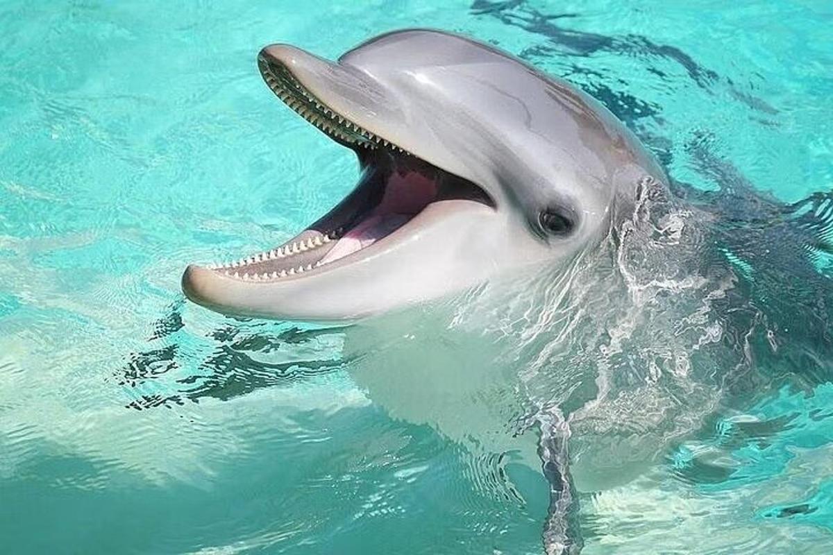 en delfin med åben mund i vandet