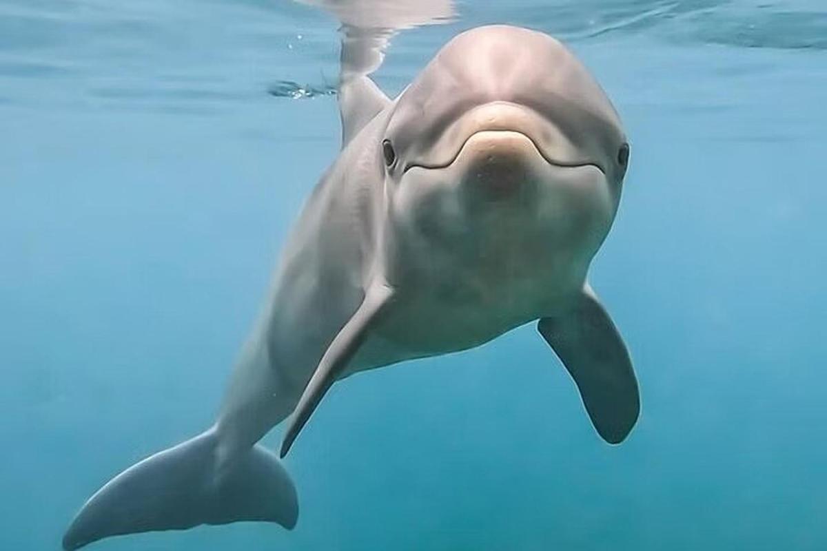 en delfin der svømmer i vandet