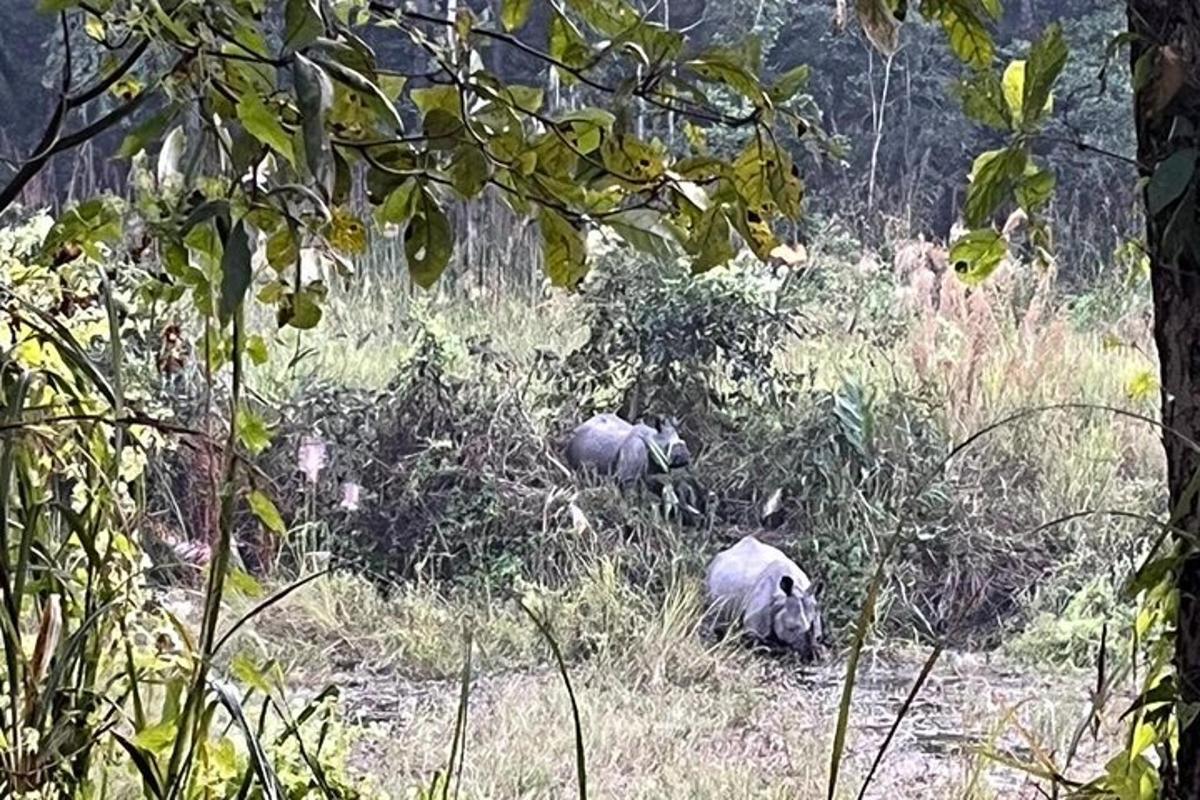 two animals laying in the grass in a field