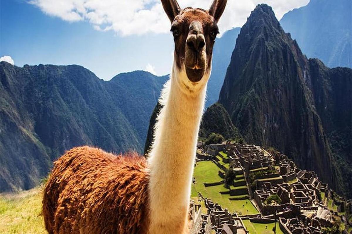 lama stojící na vrcholu hory