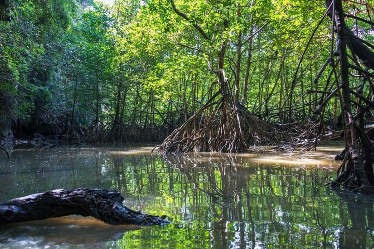 una branca d'arbre a l'aigua en un bosc