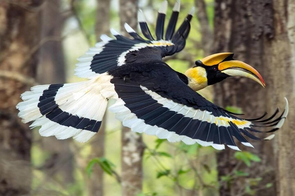seekor burung hitam kuning terbang di udara