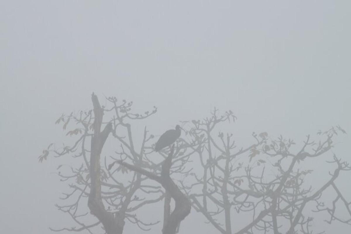 seekor burung duduk di atas pokok