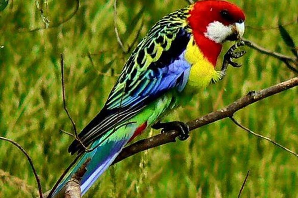seekor burung berwarna-warni hinggap di dahan pokok