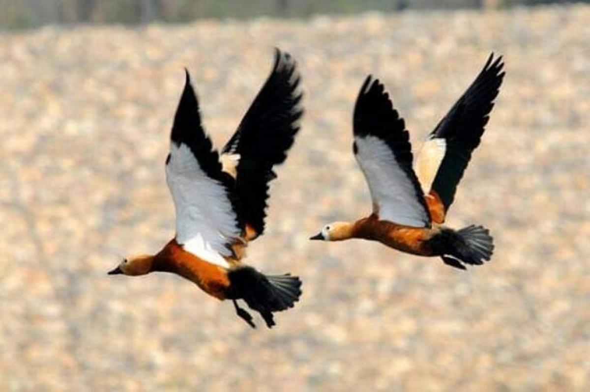 dua burung terbang di langit