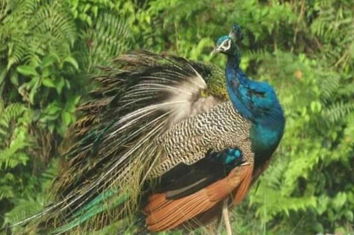 a peacock with its feathers out standing