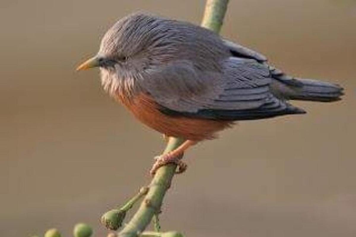 a bird perched on top of a tree branch
