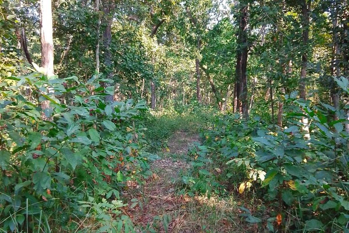 a dirt trail in a forest with trees and bushes
