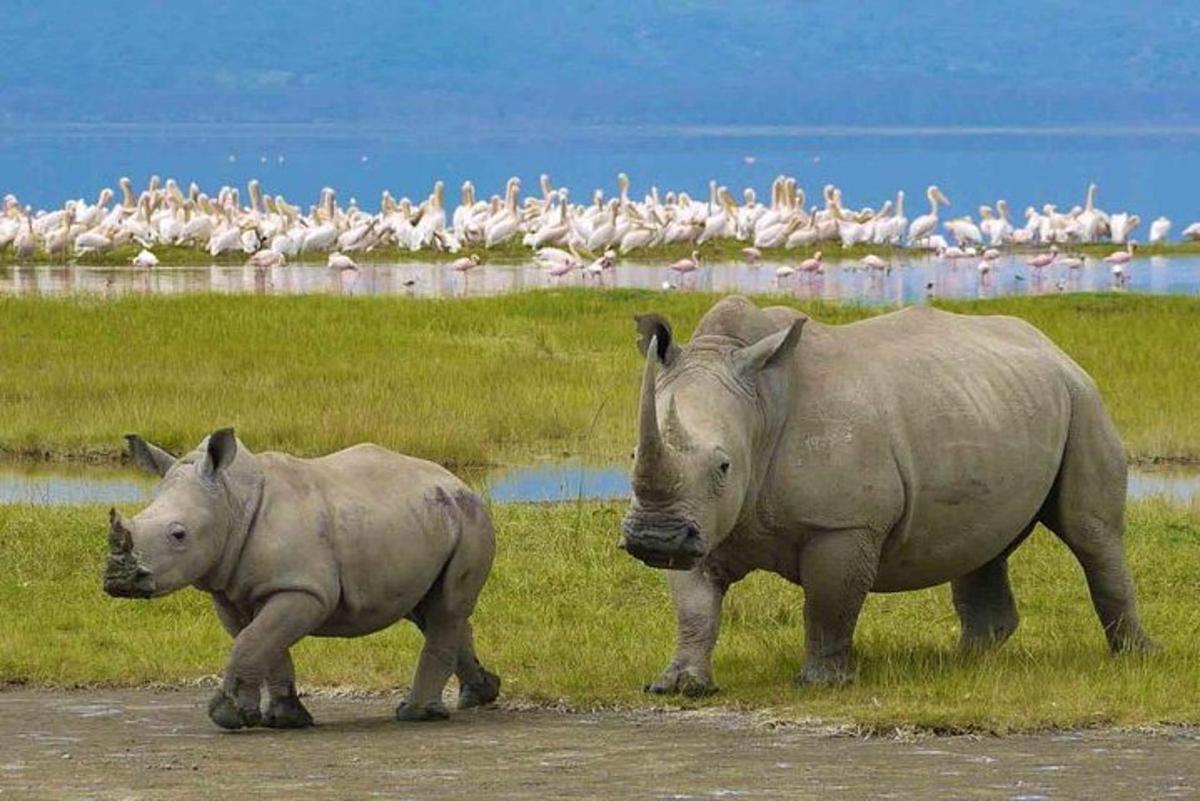 una coppia di rinoceronti che camminano in un campo con gli uccelli