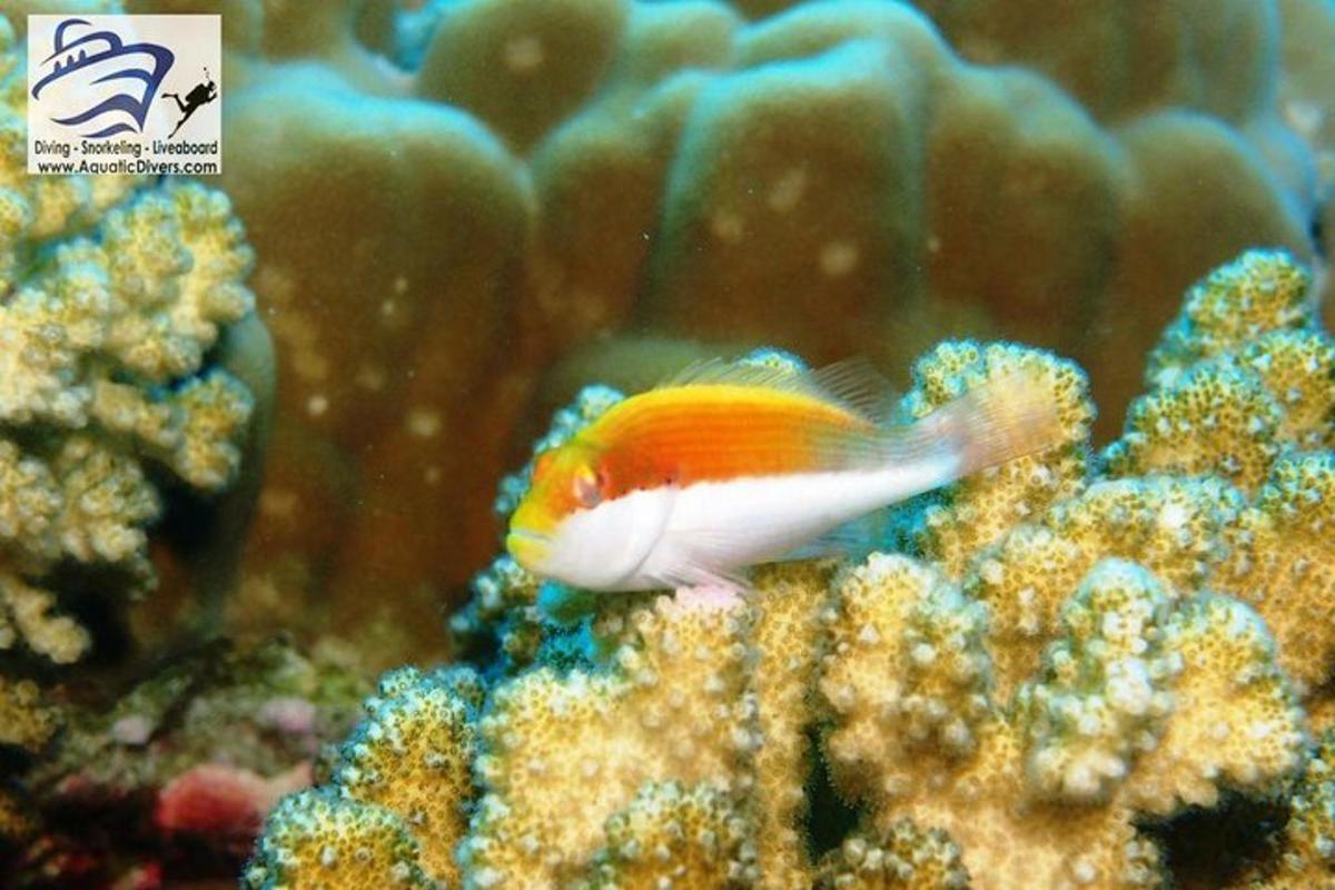 fiskur syndir í sjónum á kóralrifinu