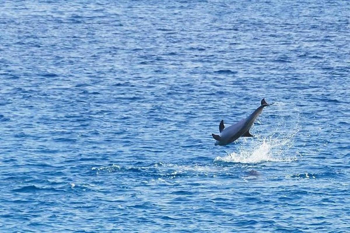 un delfino in acqua con un uccello sul dorso