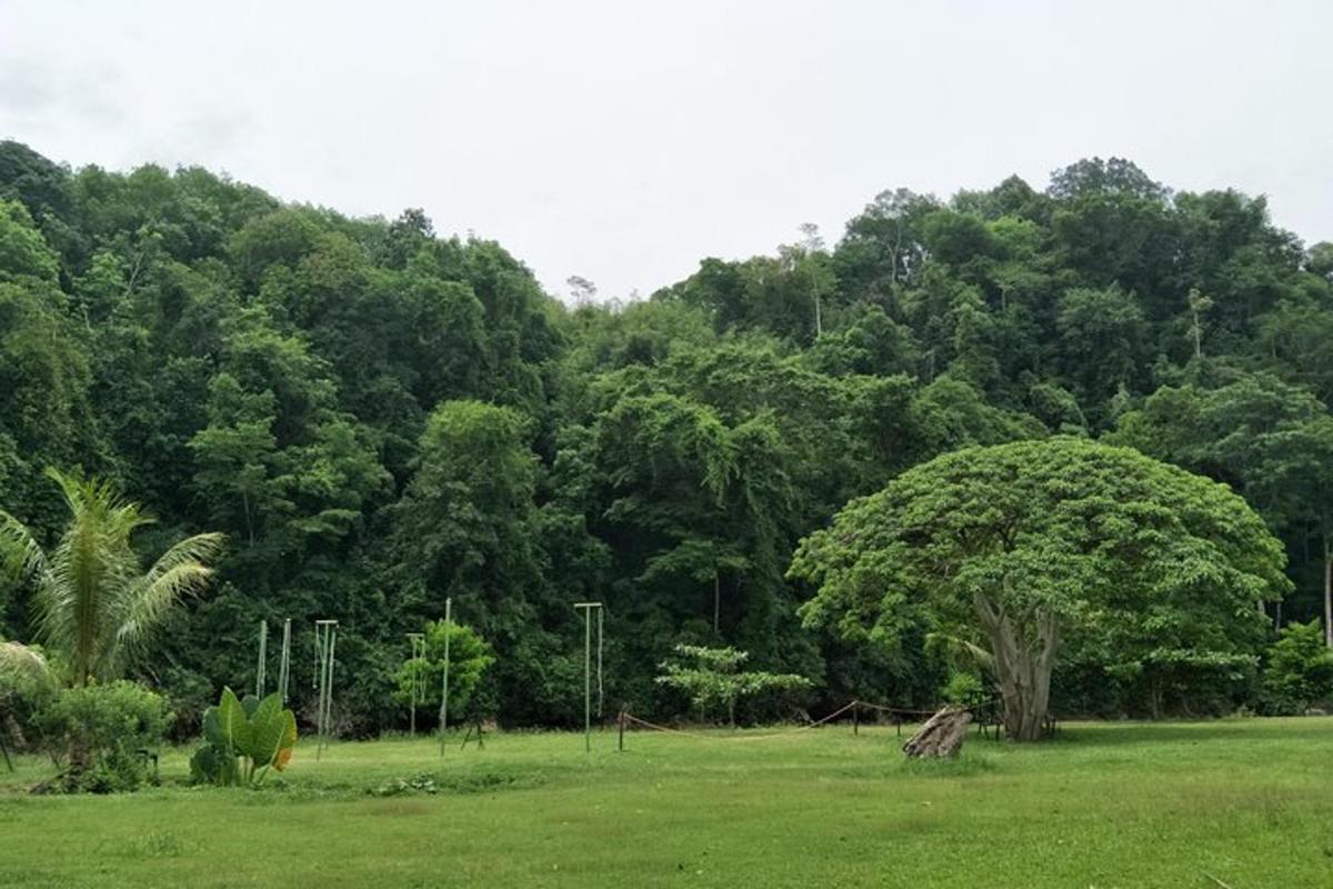 un camp amb un arbre davant d'un bosc