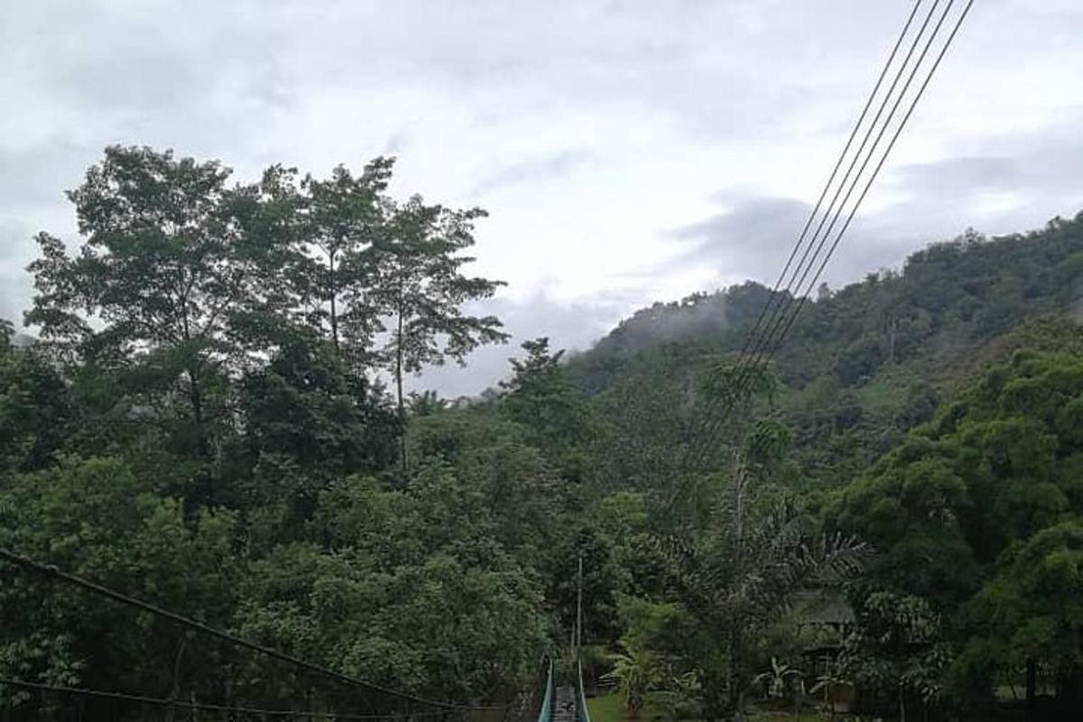 una vista d'un bosc d'arbres en un turó