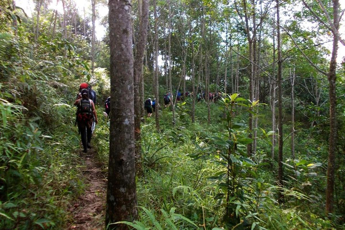 un grup de persones muntant a cavall per un sender al bosc